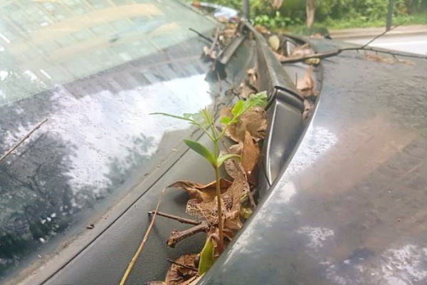 杭州“僵尸車”難題：城市停車管理頑疾待解